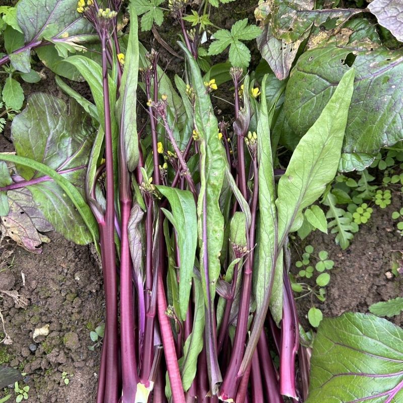 楚红苔60红菜苔种子早熟亮红无腊粉抽苔快农家秋播