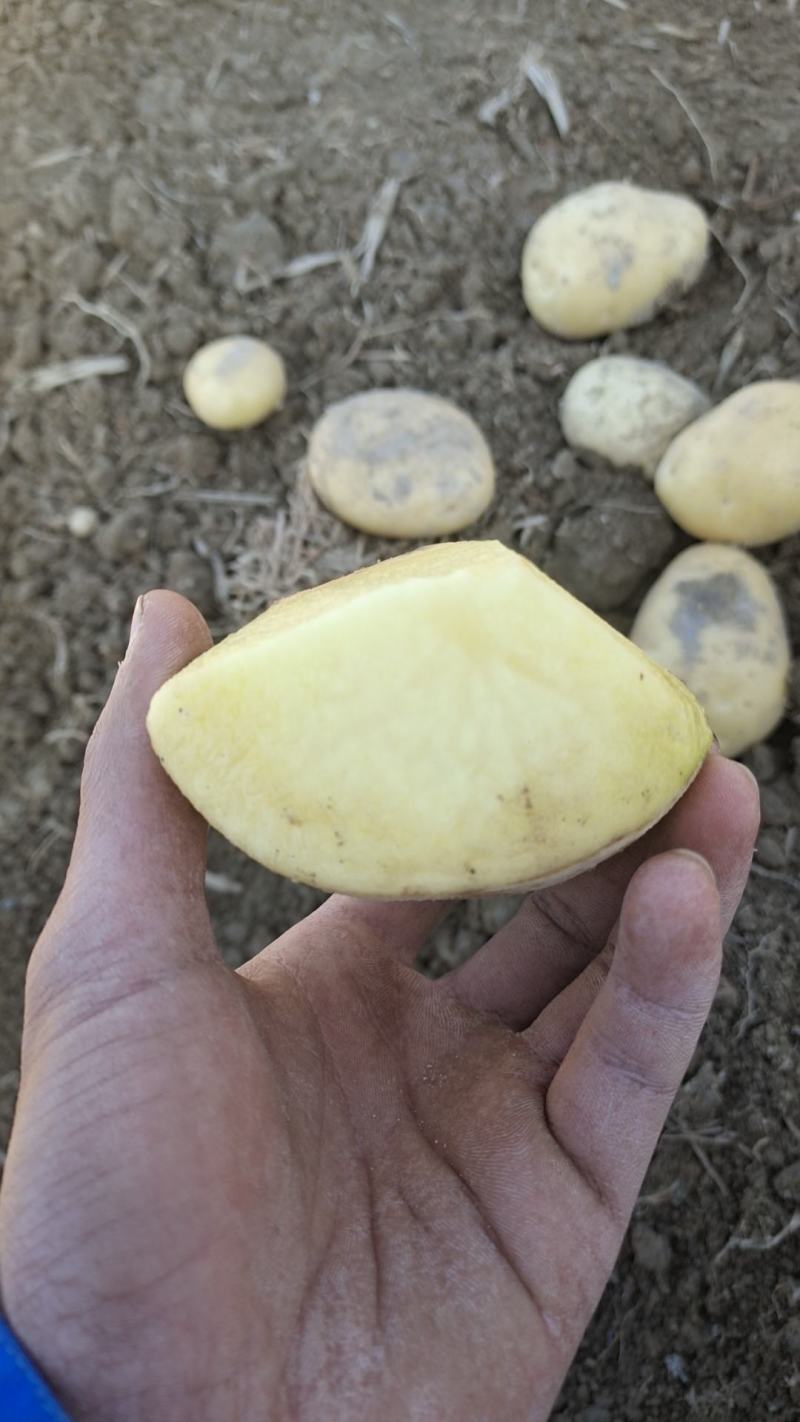 2025年广东黄皮黄芯沙土壤新土豆，纸箱包装，现挖