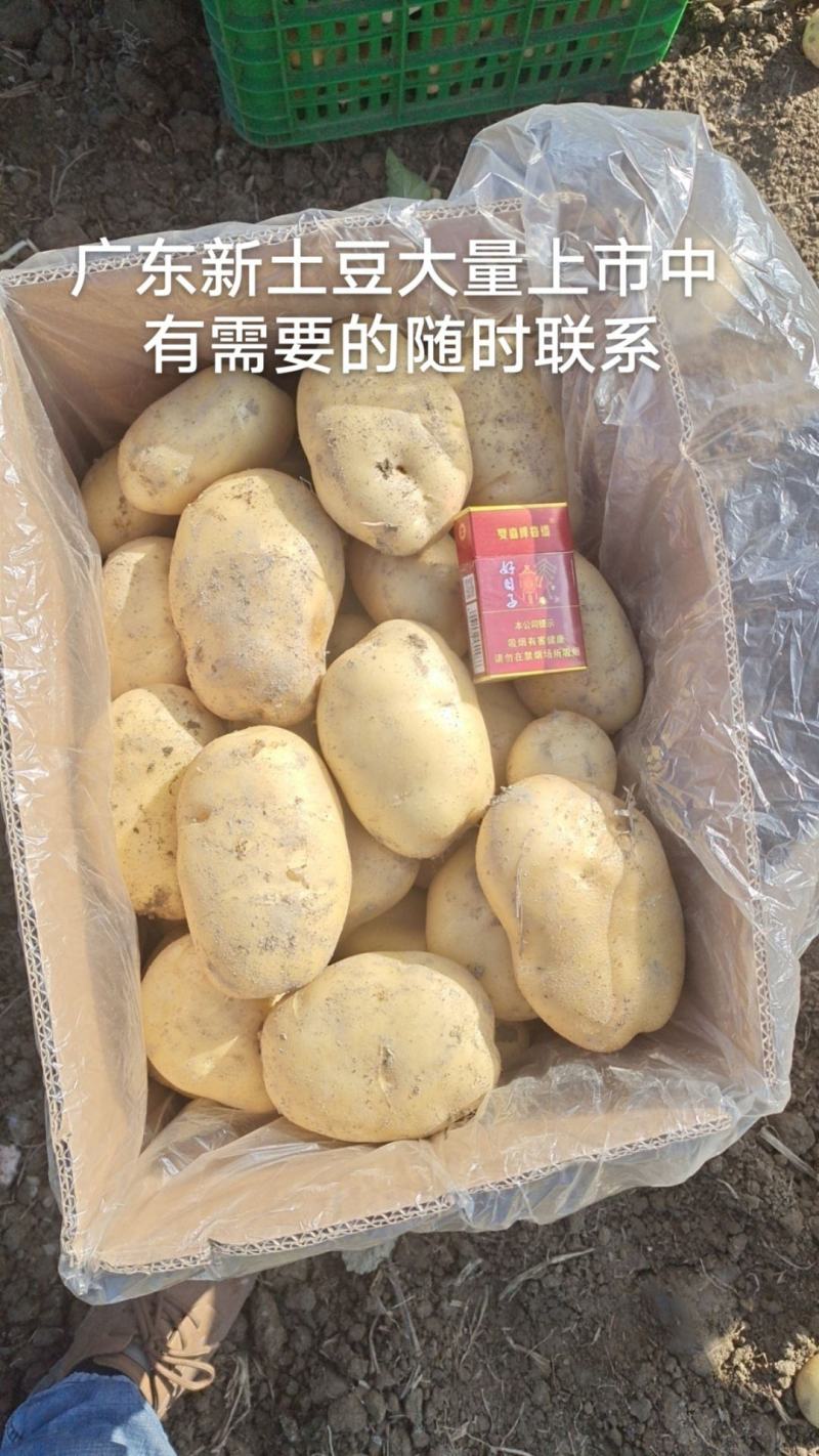 2025年广东黄皮黄芯沙土壤新土豆，纸箱包装，现挖