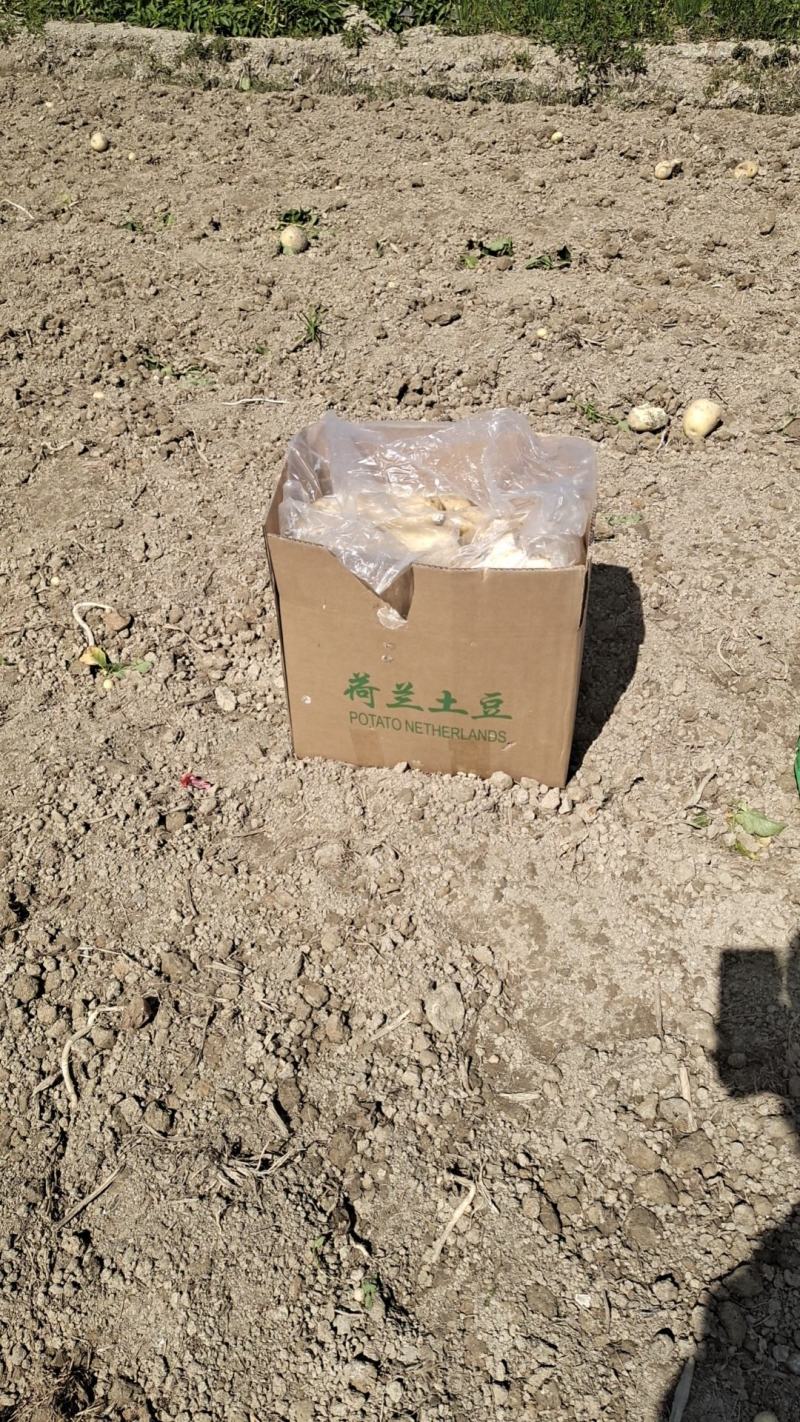 2025年广东黄皮黄芯沙土壤新土豆，纸箱包装，现挖
