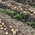 2025年广东黄皮黄芯沙土壤新土豆，纸箱包装，现挖