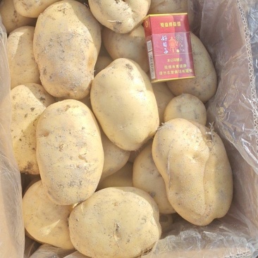 2025年广东黄皮黄芯沙土壤新土豆，纸箱包装，现挖