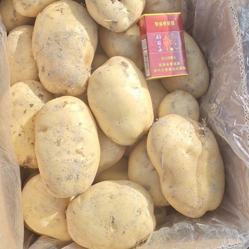 2025年广东黄皮黄芯沙土壤新土豆，纸箱包装，现挖