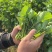 油菜苔鲜采