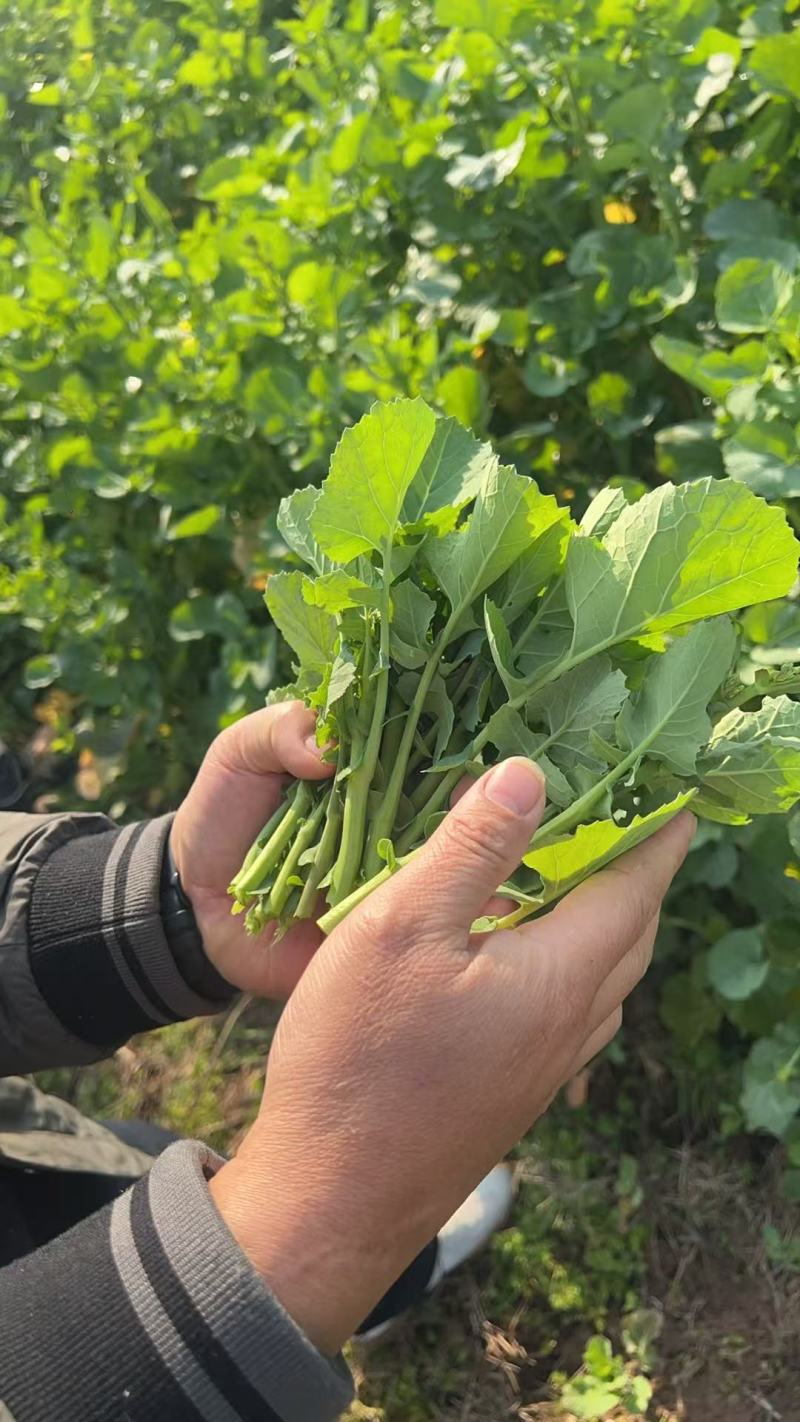 油菜苔鲜采