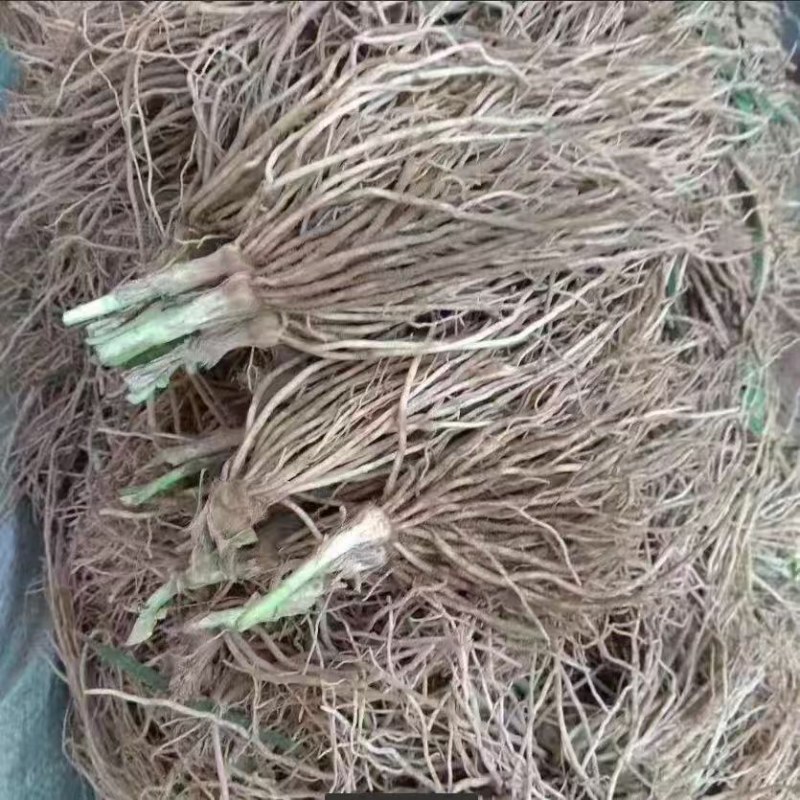 韭菜根电商供货