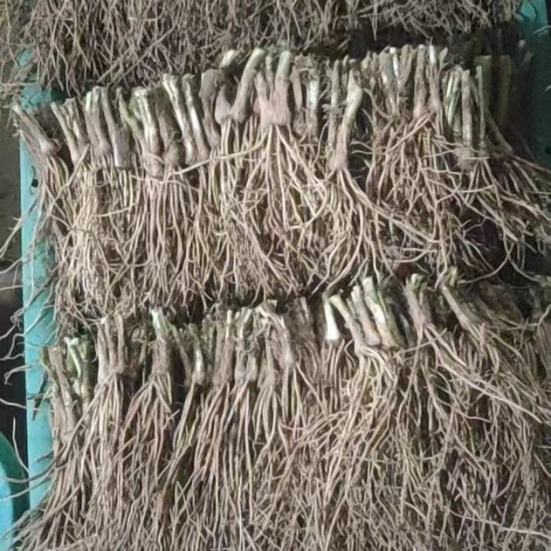 精选韭菜苗韭菜根电商用