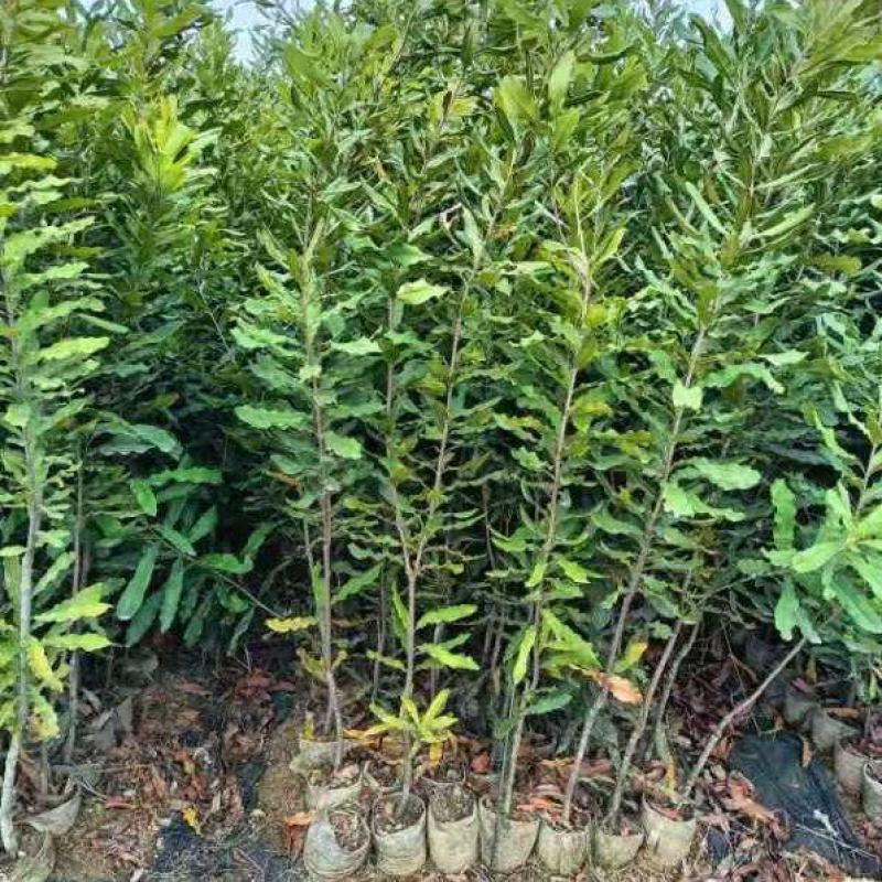 夏威夷果苗种苗水果苗产地直发量大优惠欢迎