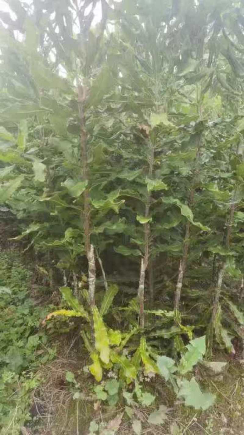夏威夷果苗种苗水果苗产地直发量大优惠欢迎