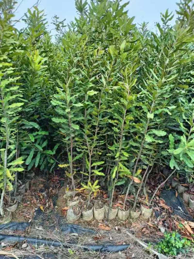 夏威夷果苗种苗水果苗产地直发量大优惠欢迎