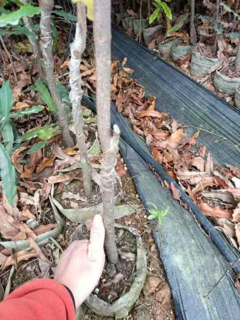 夏威夷果苗种苗水果苗产地直发量大优惠欢迎