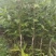 夏威夷果苗种苗水果苗产地直发量大优惠欢迎