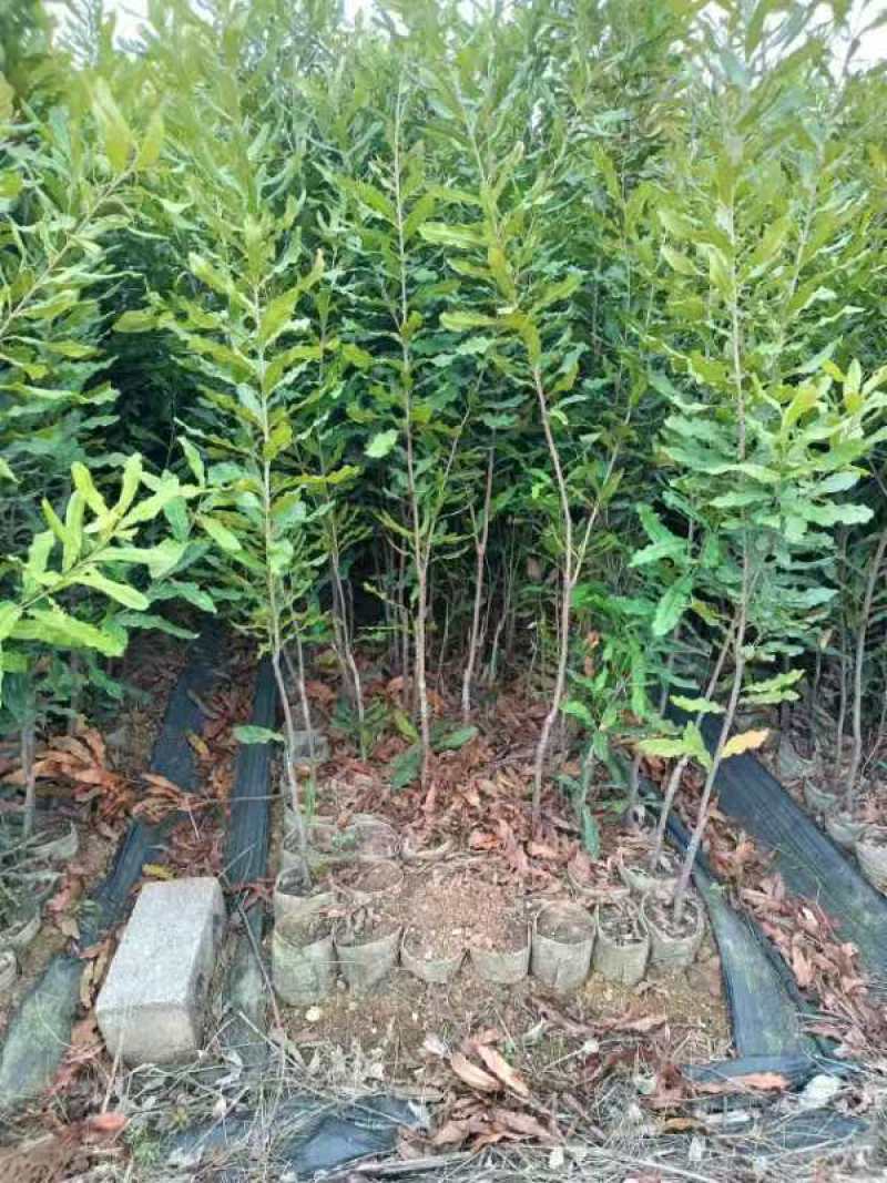 夏威夷果苗种苗水果苗产地直发量大优惠欢迎