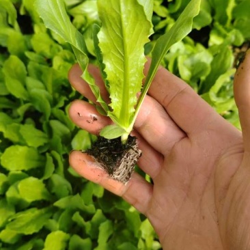 常年出售油麦菜苗意大利苗六分钱一颗，