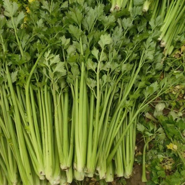 四季小香芹芹菜种子实心浅绿速生香芹种籽蔬菜