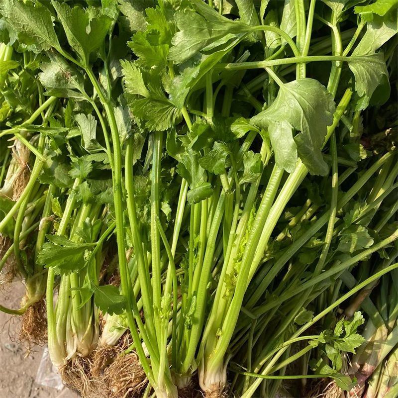 四季小香芹芹菜种子实心浅绿速生香芹种籽蔬菜