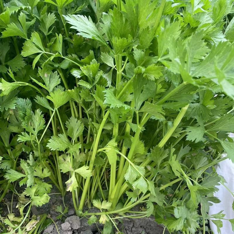 四季小香芹芹菜种子实心浅绿速生香芹种籽蔬菜