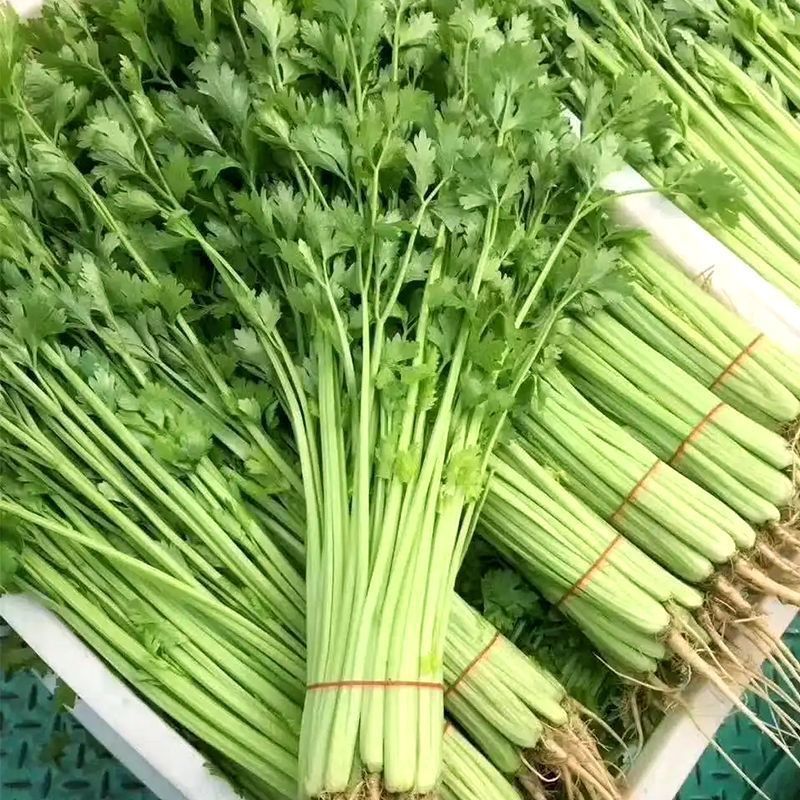 四季小香芹芹菜种子实心浅绿速生香芹种籽蔬菜