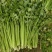 四季小香芹芹菜种子实心浅绿速生香芹种籽蔬菜