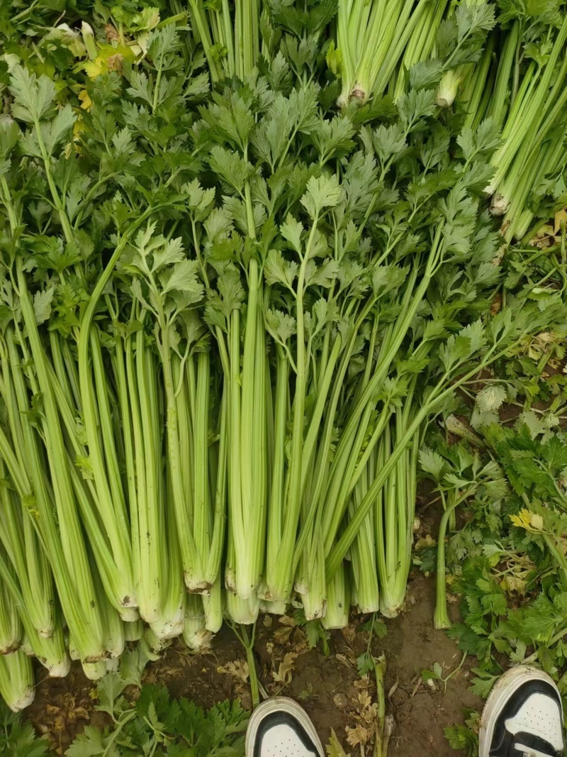 四季小香芹芹菜种子实心浅绿速生香芹种籽蔬菜