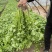 四季小香芹芹菜种子实心浅绿速生香芹种籽蔬菜