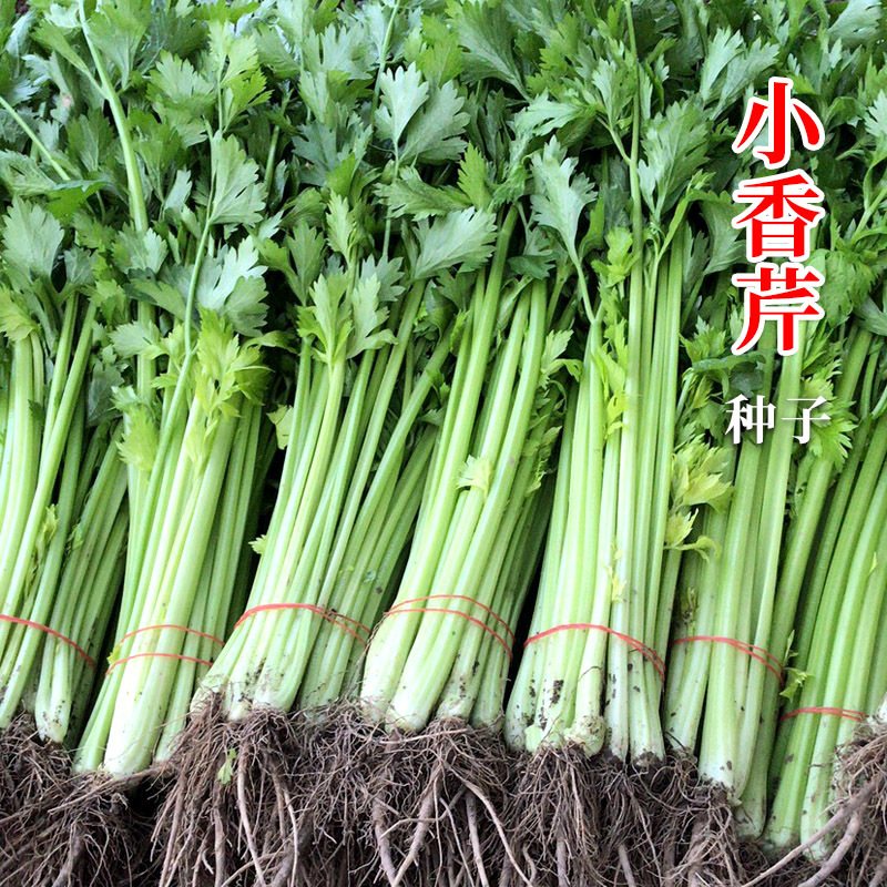四季小香芹芹菜种子实心浅绿速生香芹种籽蔬菜