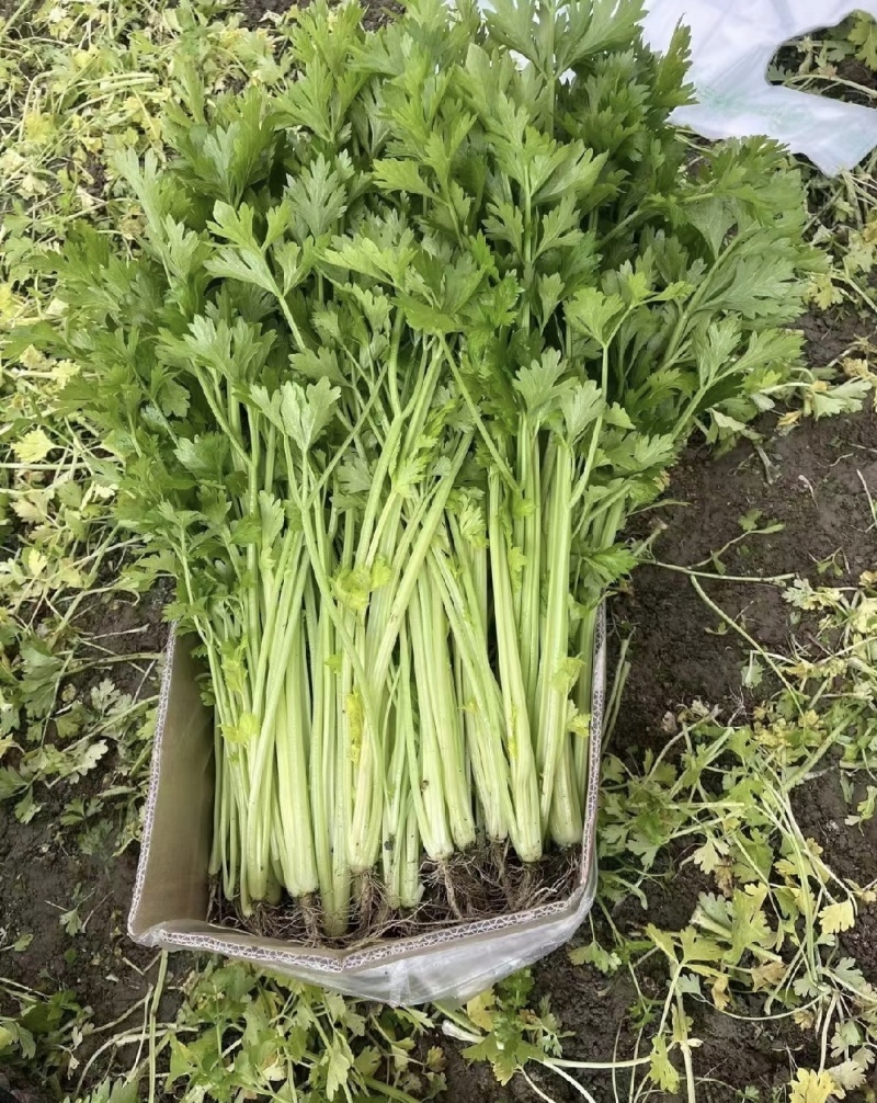 四季小香芹芹菜种子实心浅绿速生香芹种籽蔬菜