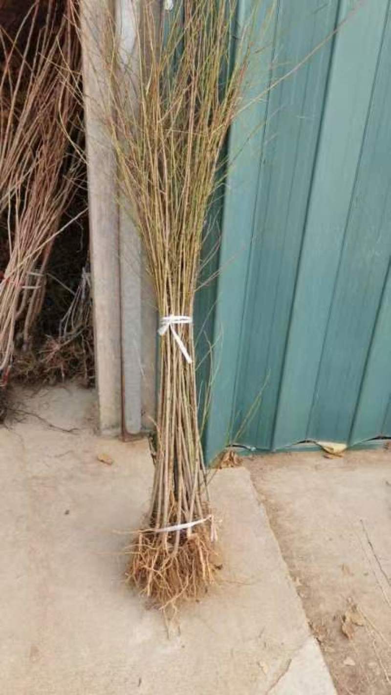 桃树实生苗嫁接桃树砧木苗原生桃苗占地桃树苗