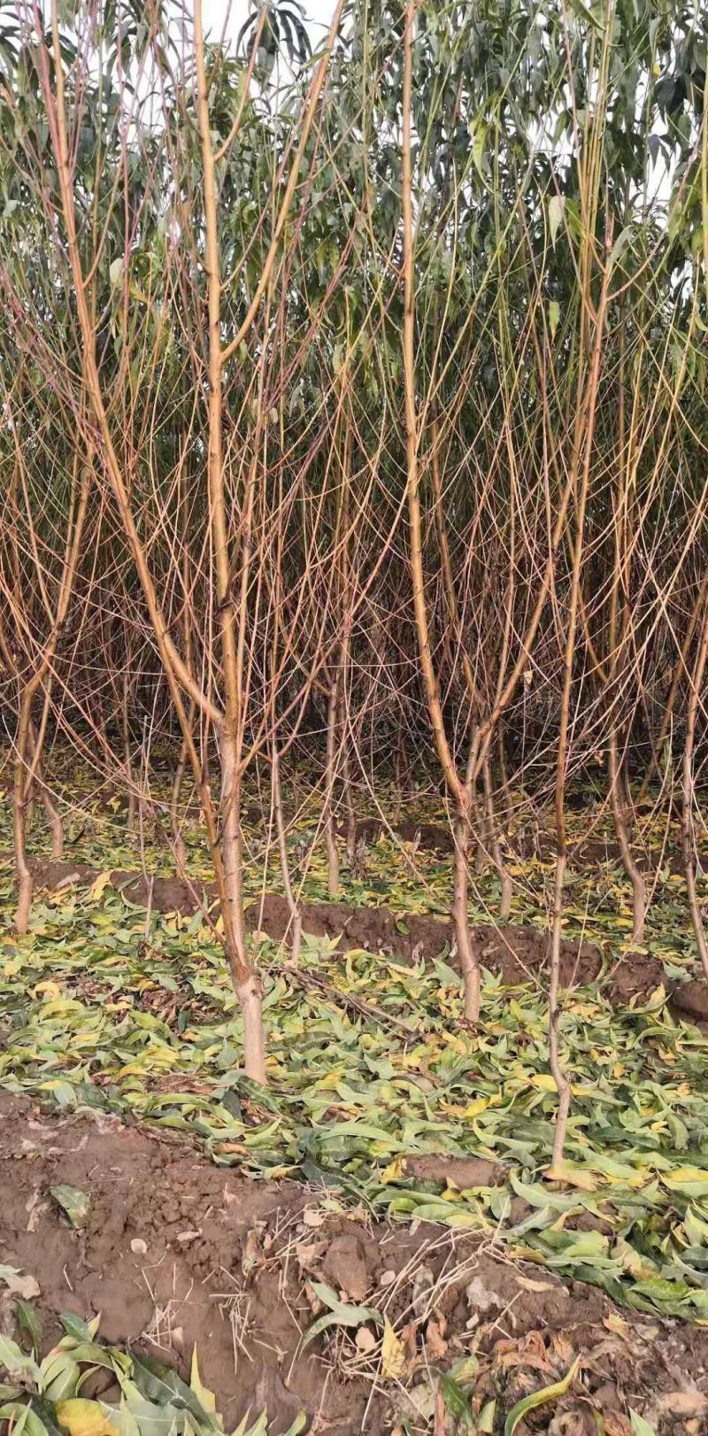 桃树实生苗嫁接桃树砧木苗原生桃苗占地桃树苗