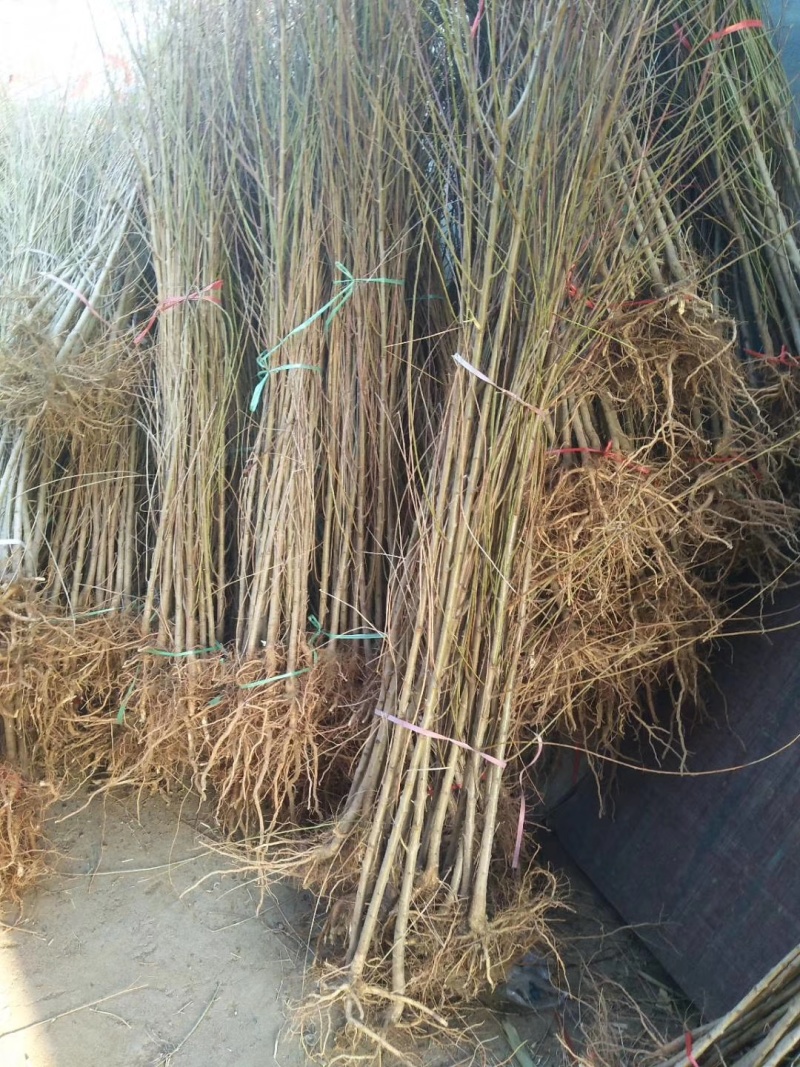 桃树实生苗嫁接桃树砧木苗原生桃苗占地桃树苗