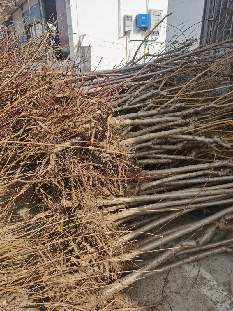 桃树实生苗嫁接桃树砧木苗原生桃苗占地桃树苗