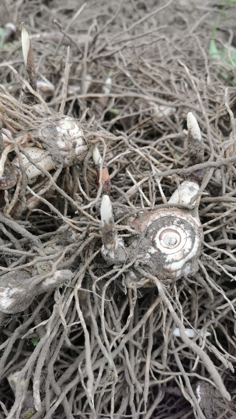 白芨紫花三叉白芨四川大白芨中宽叶大宽叶品种块茎芽头