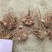 白芨紫花三叉白芨四川大白芨中宽叶大宽叶品种块茎芽头
