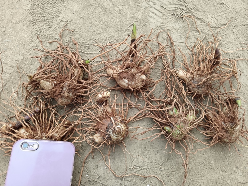 白芨紫花三叉白芨四川大白芨中宽叶大宽叶品种块茎芽头