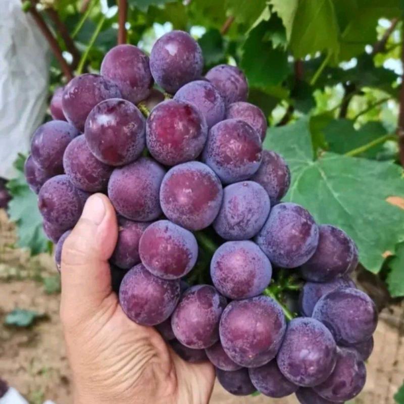 精品户太八号葡萄苗：阳光玫瑰葡萄苗，红提葡萄苗，嫁接苗