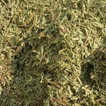 天然野生侧柏叶各种规格，代加工侧柏叶粉。
