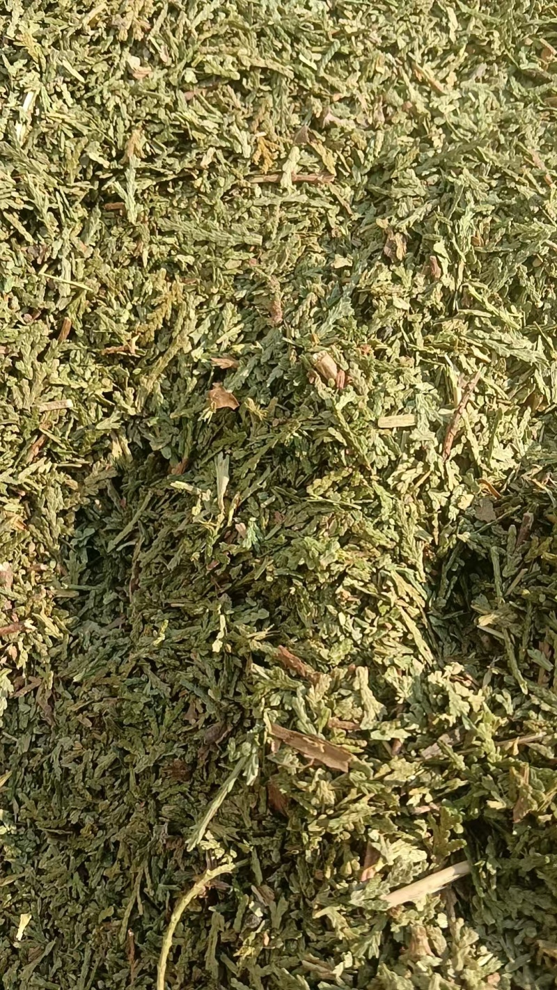 天然野生侧柏叶各种规格，代加工侧柏叶粉。