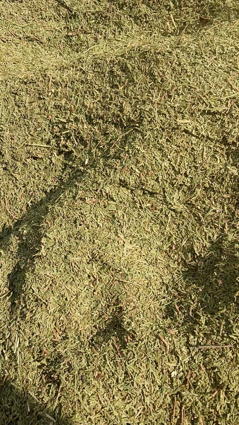 天然野生侧柏叶各种规格，代加工侧柏叶粉。