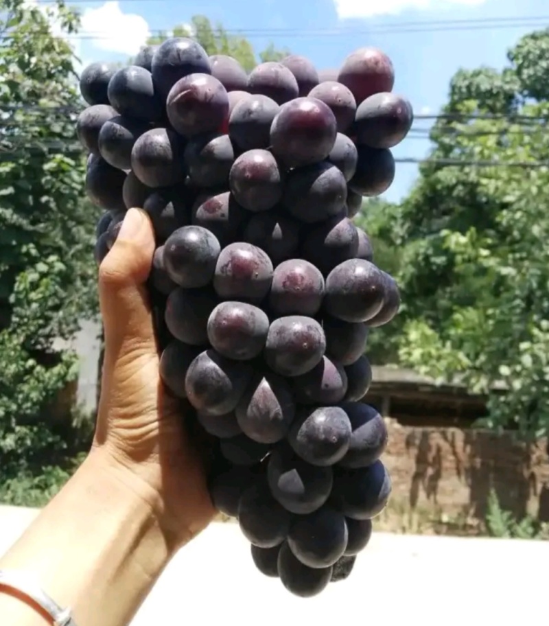 精品户太八号葡萄苗：阳光玫瑰葡萄苗，红提葡萄苗，嫁接苗