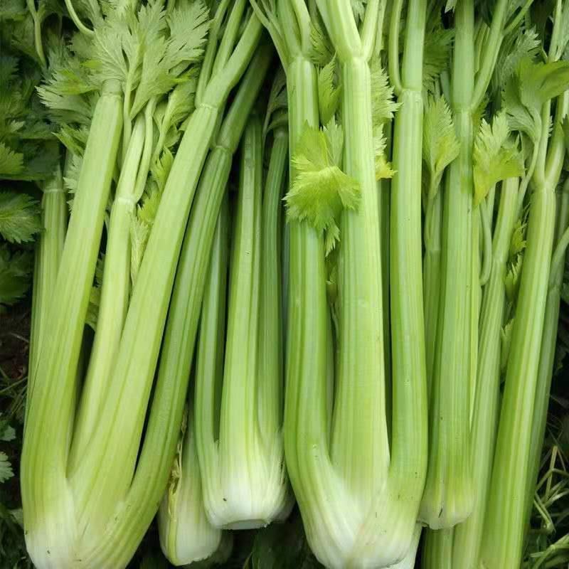 绿美荷兰芹菜种子速生西芹种籽前期耐寒后期耐热