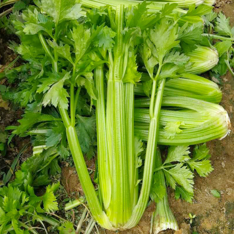绿美荷兰芹菜种子速生西芹种籽前期耐寒后期耐热