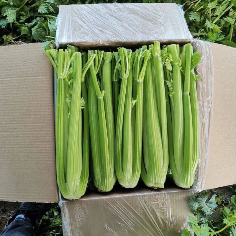 绿美荷兰芹菜种子速生西芹种籽前期耐寒后期耐热