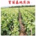 精品户太八号葡萄苗：阳光玫瑰葡萄苗，红提葡萄苗，嫁接苗