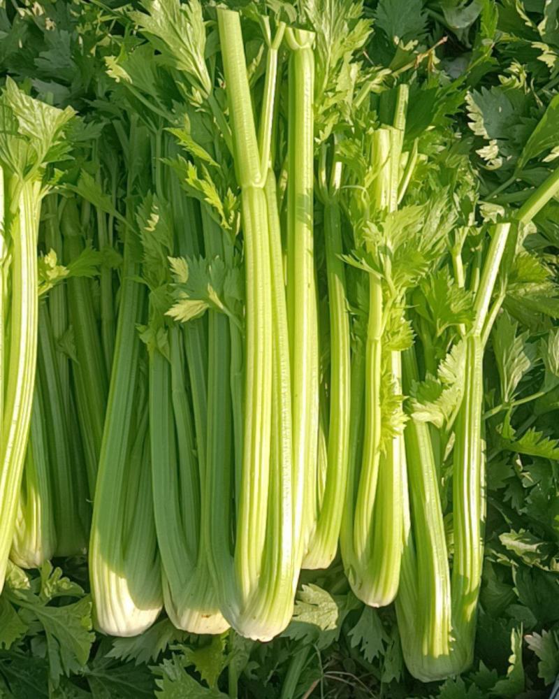 绿美荷兰芹菜种子速生西芹种籽前期耐寒后期耐热
