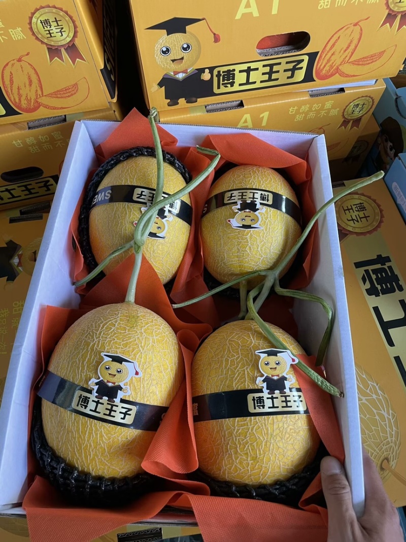 山东凤金6号黄网纹哈密瓜专业供应市场，电商，团购