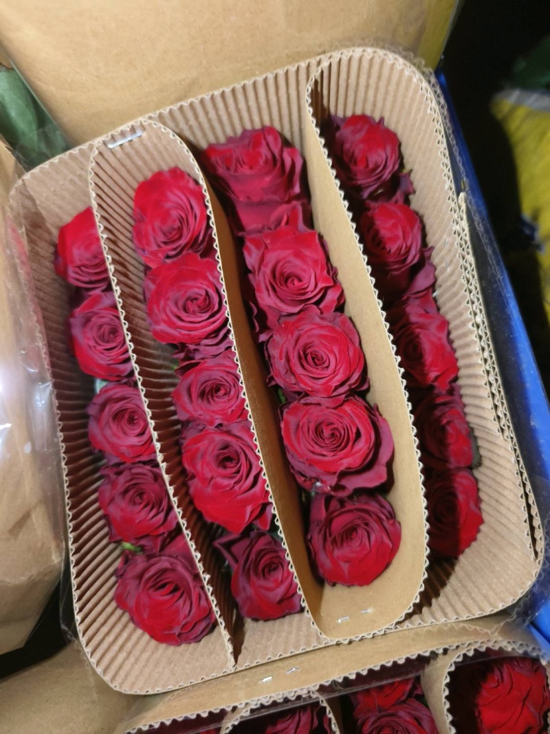 各级精品玫瑰鲜花供应