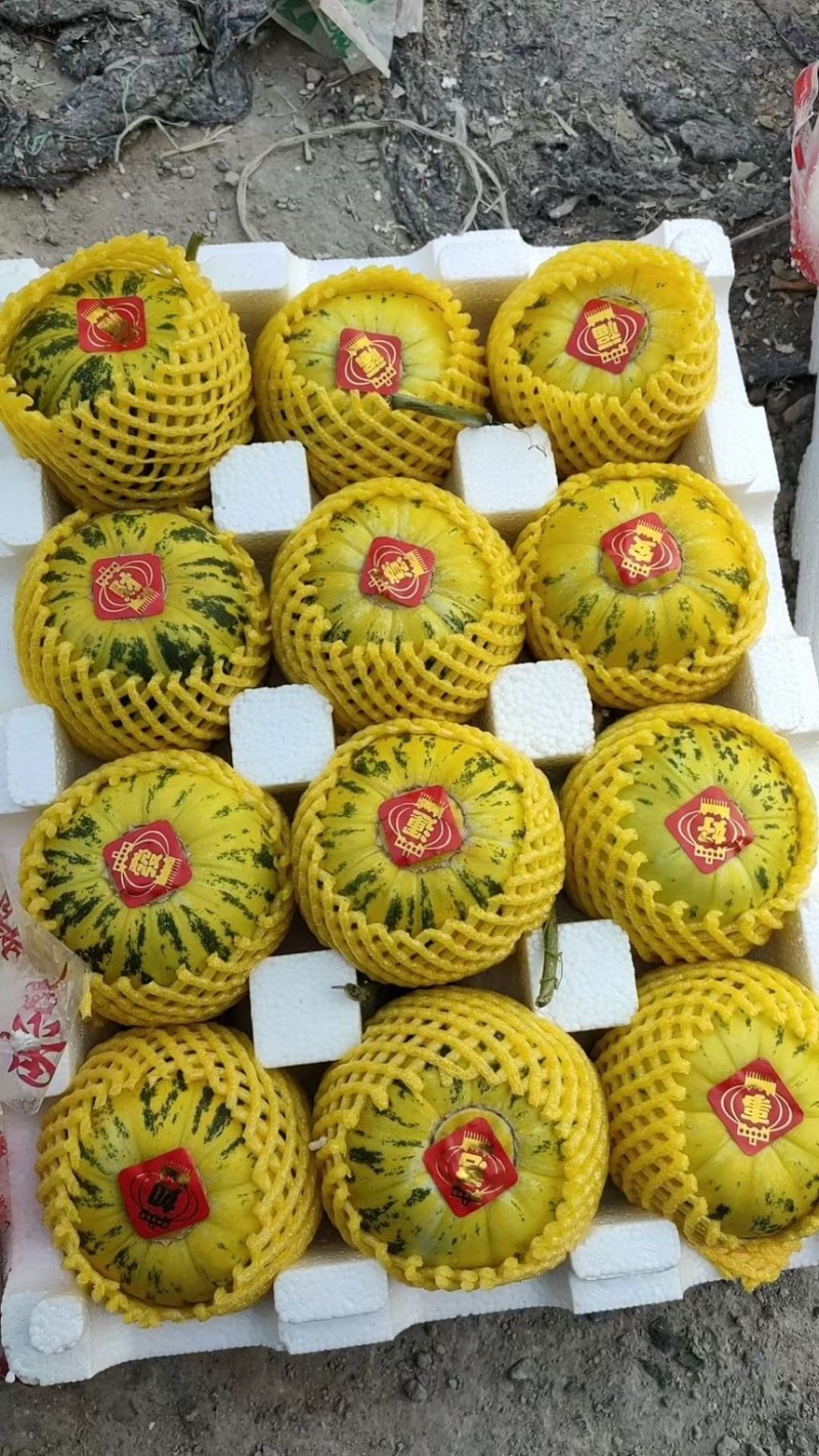 山东花蕾甜瓜花皮绿瓤诚信代办供应市场、电商团购