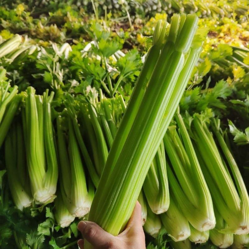皇帝西芹种子优质高产耐寒抗病商品性佳农家秋季播种