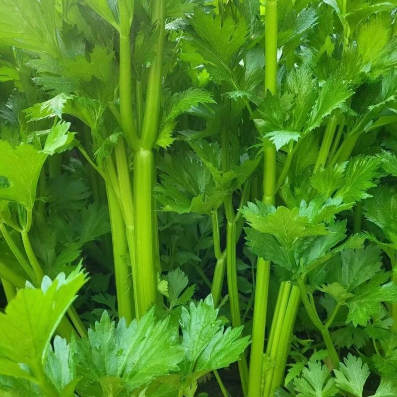 文图拉精品西芹种子抗逆性强抽苔晚实心纤维少叶柄黄绿色