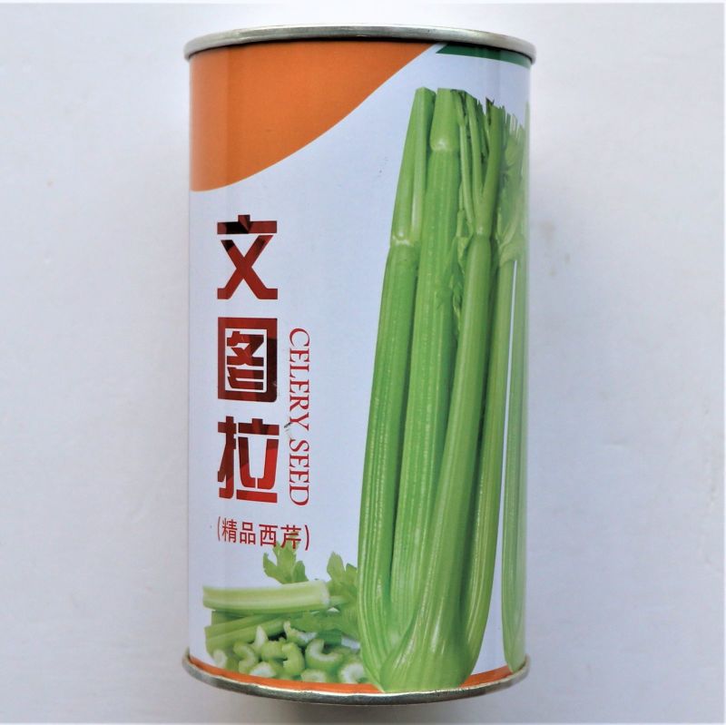 文图拉精品西芹种子抗逆性强抽苔晚实心纤维少叶柄黄绿色
